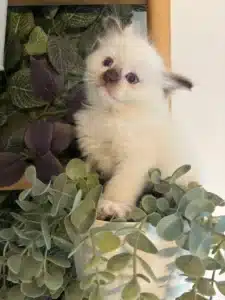 Adorable chaton birman blanc aux yeux bleus perçants, assis dans des plantes vertes et violettes d'intérieur.