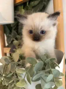 Adorable chaton birman ou ragdoll avec de grands yeux bleus et des oreilles touffues, assis dans un pot de plantes vertes artificielles.
