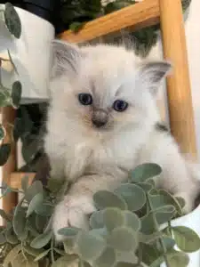Adorable chaton Ragdoll ou similaire à poil long, yeux bleus intenses, assis au milieu de plantes artificielles vertes.