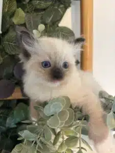 Adorable chaton Ragdoll ou Siamois à poils longs, yeux bleus intenses, entouré de feuillage vert, l'air surpris.