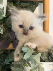 Adorable chaton birman ou ragdoll clair aux yeux bleus perçants, assis parmi des feuilles d'eucalyptus vertes et violettes.