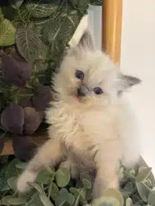 Adorable chaton Ragdoll ou Birman avec des yeux bleus intenses, regardant la caméra, entouré de feuillage vert et pourpre.