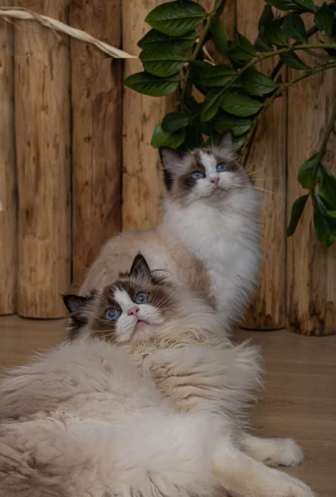 Deux chats Ragdoll magnifiques aux yeux bleus, l'un couché et l'autre assis, regardant vers le haut devant un mur en bois et des feuilles vertes.