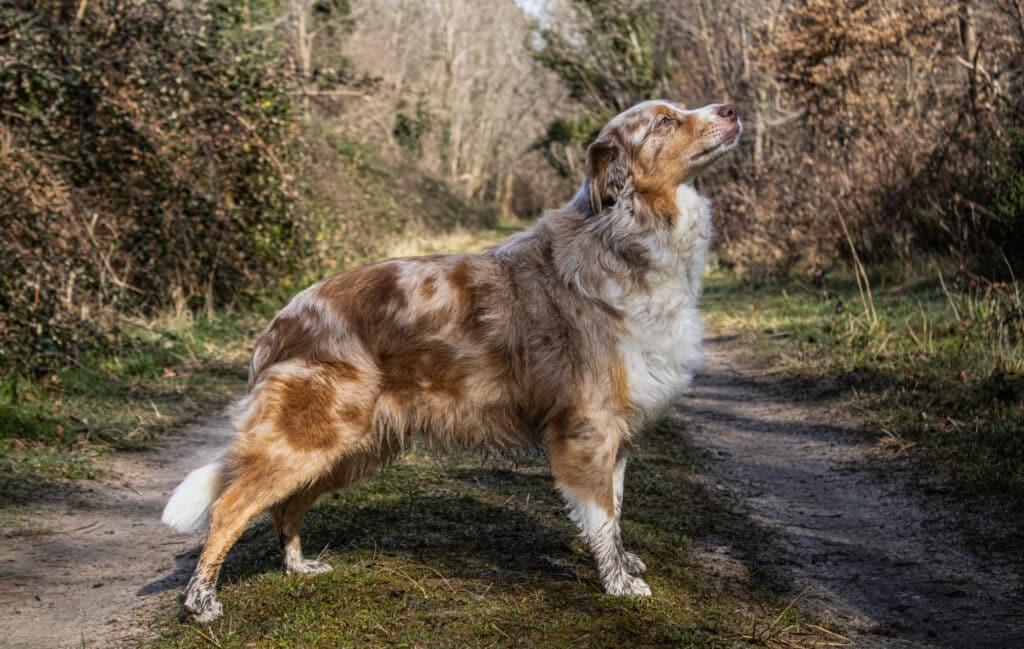 Berger australien rouge merle, poil long, dressé sur un chemin forestier bordé d'arbres nus et de végétation dense.