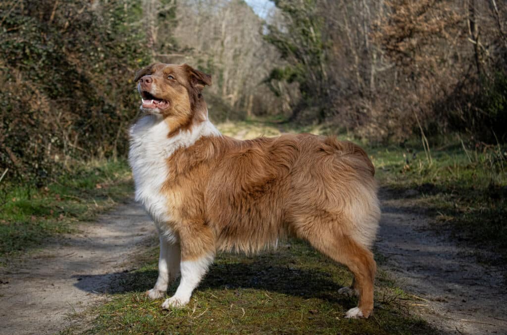 Berger australien rouge et blanc, poil long, debout sur un chemin de terre bordé de verdure et d'arbres en arrière-plan.