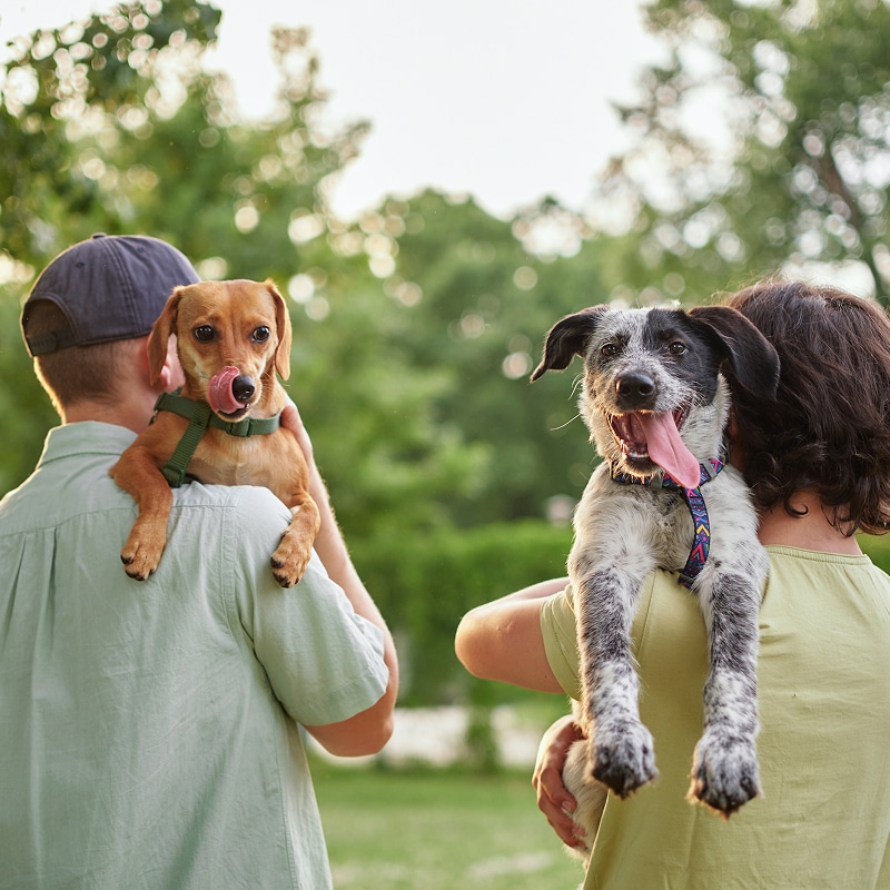 Deux personnes tiennent leurs chiens en plein air. Un chien roux lèche son museau, l'autre chien tacheté noir et blanc pantalon joyeusement.