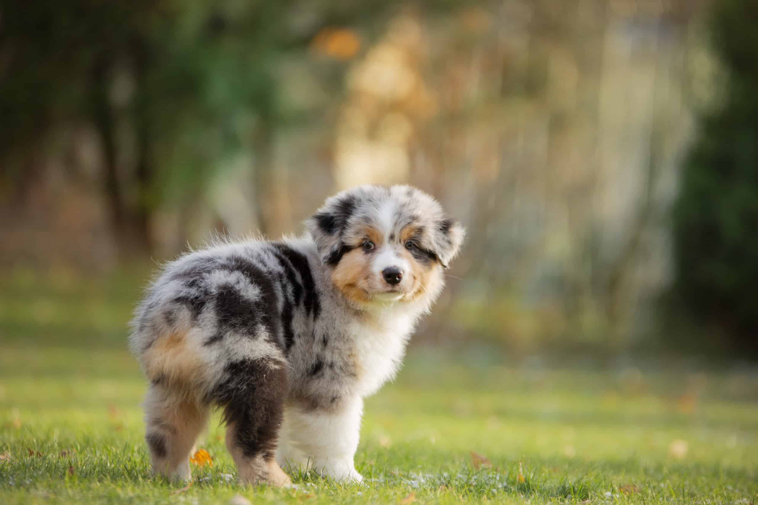 Adorable chiot Berger Australien bleu merle, duveteux, debout sur l'herbe verte avec un arrière-plan flou et doré.