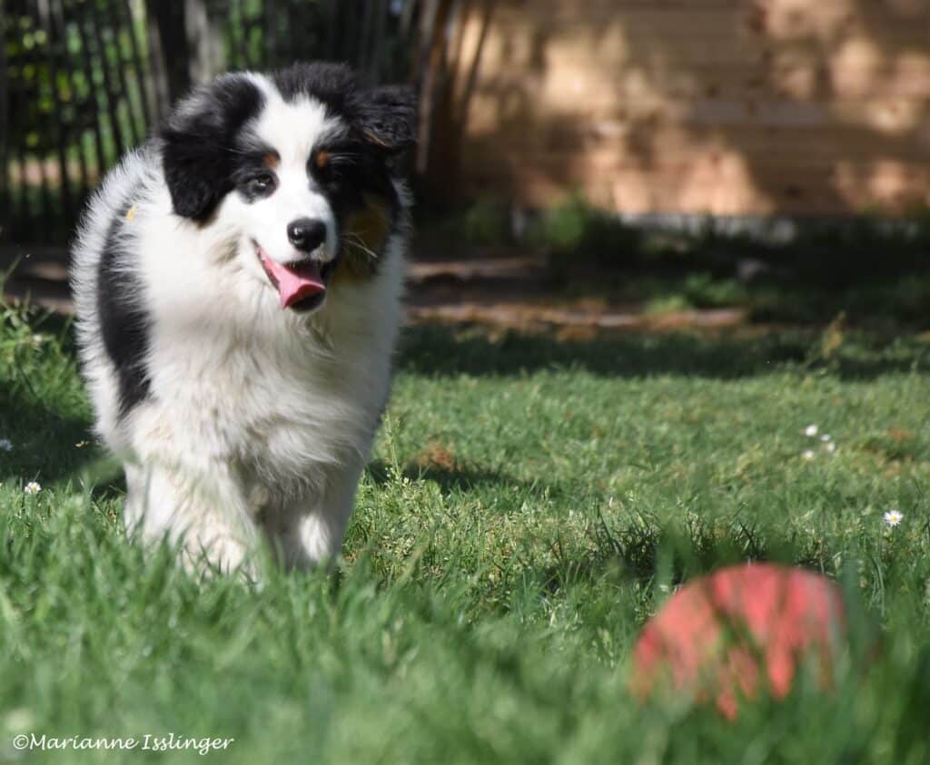 Jeune chiot Berger Australien noir et blanc haletant, heureux dans l'herbe verte avec une balle rouge floue au premier plan. ©Marianne Isslinger