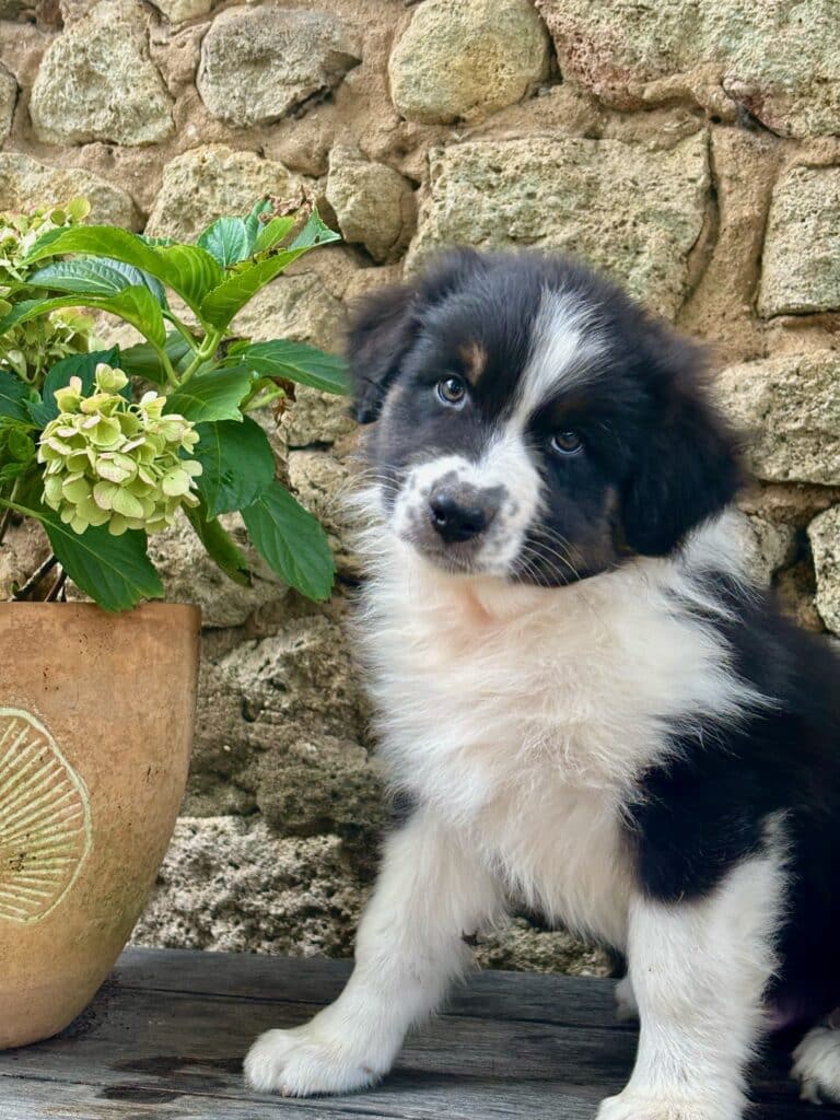 Adorable chiot noir et blanc aux yeux bleus, assis à côté d'un pot de fleurs contenant une hortensia vert pâle, devant un mur de pierres.