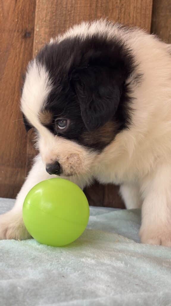 Adorable chiot Saint-Bernard noir, blanc et marron fixant une petite balle verte sur une couverture douce et bleu clair.