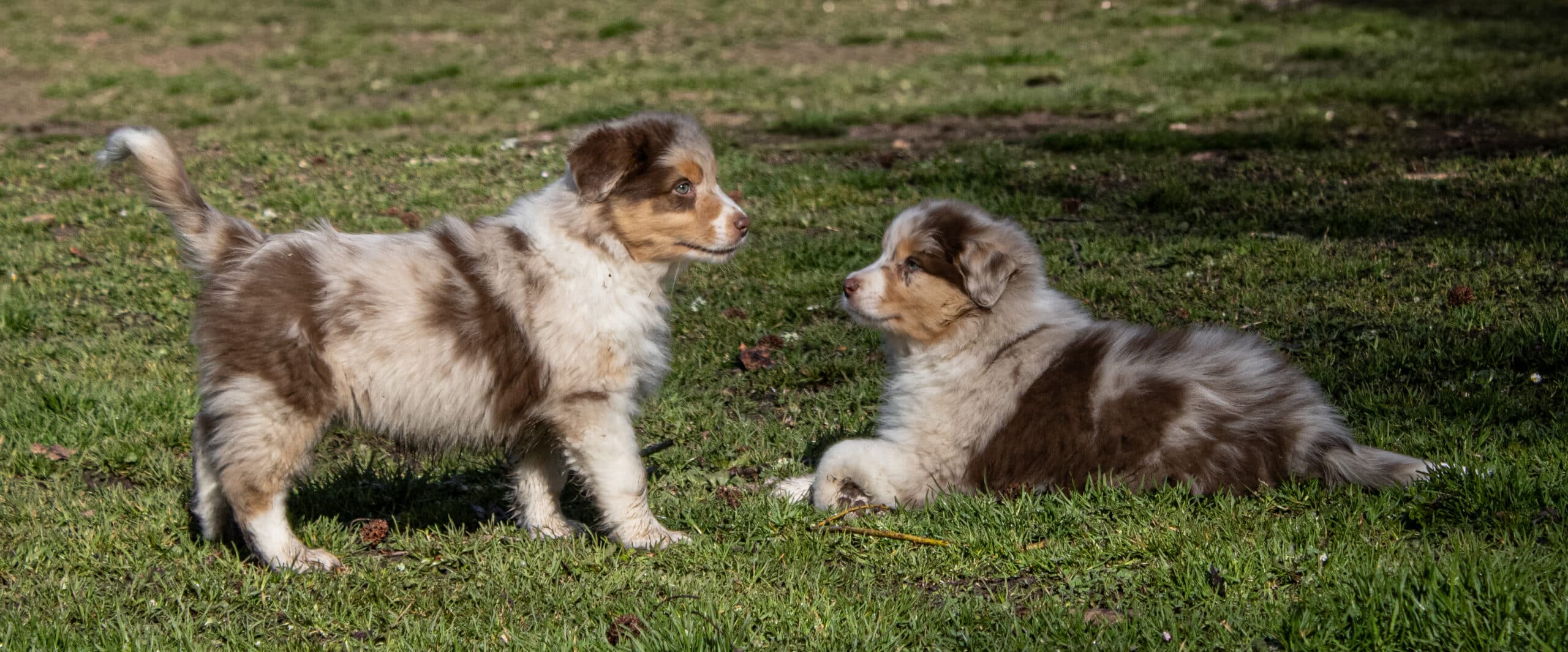 Deux chiots Berger Australien merle rouge et blanc jouent dans l'herbe verte sous un éclairage vif.