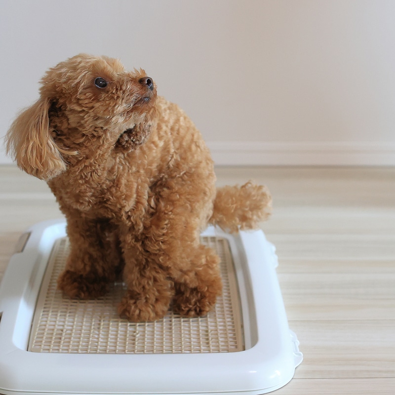 Caniche marron attentif sur un tapis de propreté blanc pour chien. Le chiot regarde vers le haut, l'air curieux.